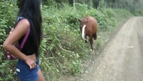 Horse Cock Videos
